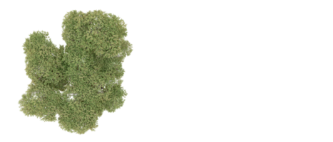 vert forêt isolé sur Contexte. 3d le rendu - illustration png