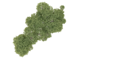 groen Woud geïsoleerd Aan achtergrond. 3d renderen - illustratie png