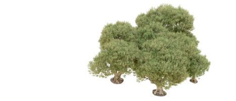 groen Woud geïsoleerd Aan achtergrond. 3d renderen - illustratie png