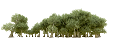 Green forest isolated on background. 3d rendering - illustration png