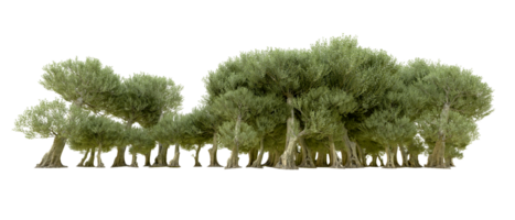 Green forest isolated on background. 3d rendering - illustration png