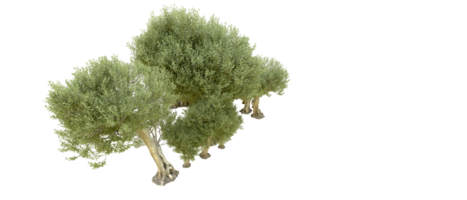 groen Woud geïsoleerd Aan achtergrond. 3d renderen - illustratie png