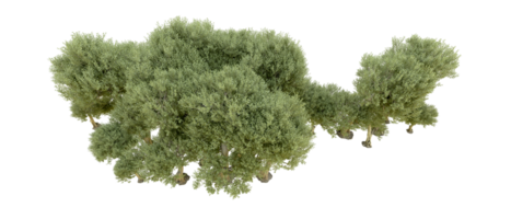 vert forêt isolé sur Contexte. 3d le rendu - illustration png