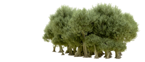 Green forest isolated on background. 3d rendering - illustration png