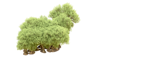 vert forêt isolé sur Contexte. 3d le rendu - illustration png