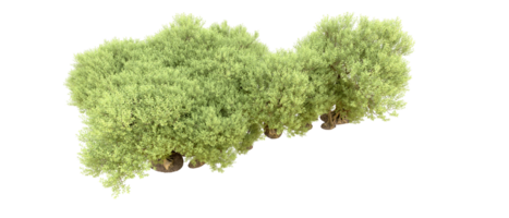 groen Woud geïsoleerd Aan achtergrond. 3d renderen - illustratie png