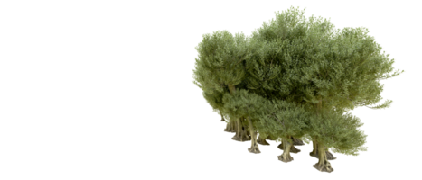 Green forest isolated on background. 3d rendering - illustration png