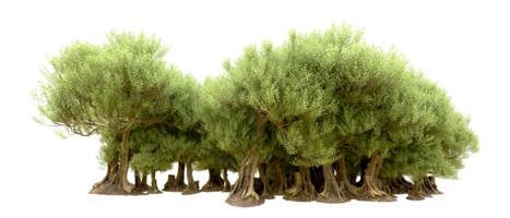 Green forest isolated on background. 3d rendering - illustration png