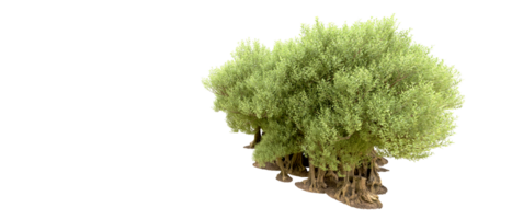 verde foresta isolato su sfondo. 3d interpretazione - illustrazione png