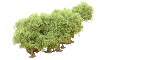 verde floresta isolado em fundo. 3d Renderização - ilustração png