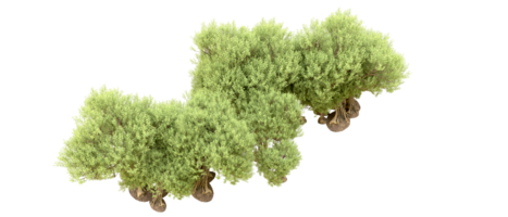 vert forêt isolé sur Contexte. 3d le rendu - illustration png