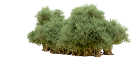 verde foresta isolato su sfondo. 3d interpretazione - illustrazione png