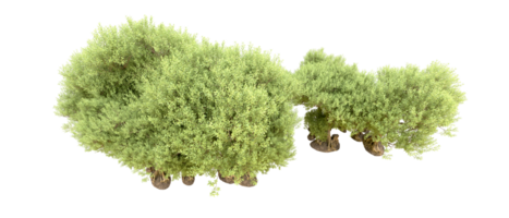 verde floresta isolado em fundo. 3d Renderização - ilustração png