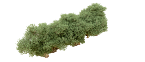 groen Woud geïsoleerd Aan achtergrond. 3d renderen - illustratie png