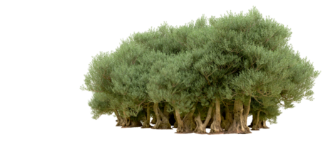 verde foresta isolato su sfondo. 3d interpretazione - illustrazione png