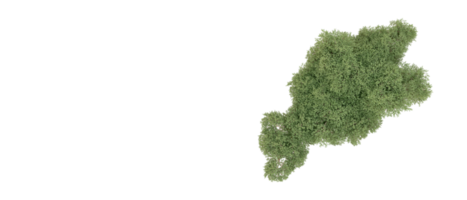 vert forêt isolé sur Contexte. 3d le rendu - illustration png