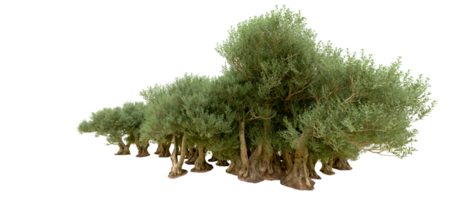 vert forêt isolé sur Contexte. 3d le rendu - illustration png