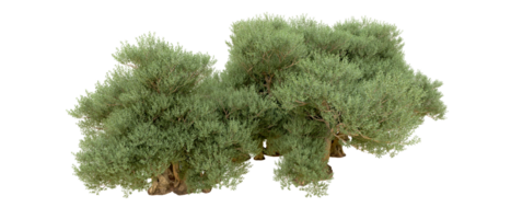 groen Woud geïsoleerd Aan achtergrond. 3d renderen - illustratie png