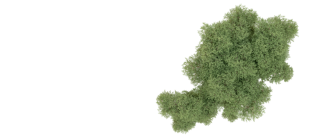 groen Woud geïsoleerd Aan achtergrond. 3d renderen - illustratie png