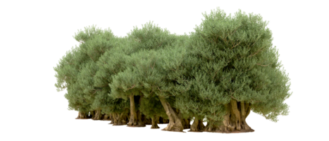 Green forest isolated on background. 3d rendering - illustration png