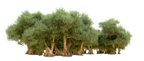 vert forêt isolé sur Contexte. 3d le rendu - illustration png