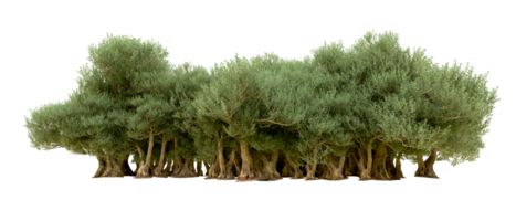 verde foresta isolato su sfondo. 3d interpretazione - illustrazione png