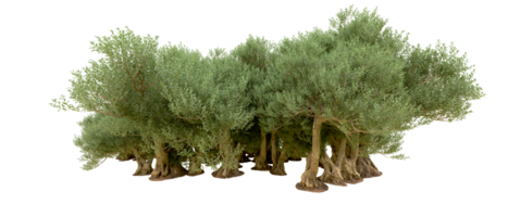 verde foresta isolato su sfondo. 3d interpretazione - illustrazione png