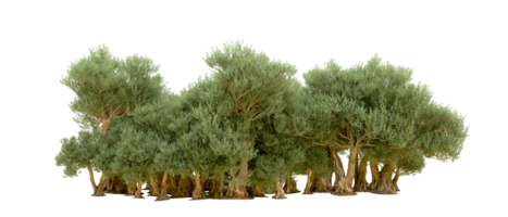 verde foresta isolato su sfondo. 3d interpretazione - illustrazione png