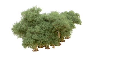 vert forêt isolé sur Contexte. 3d le rendu - illustration png