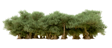 verde foresta isolato su sfondo. 3d interpretazione - illustrazione png