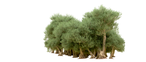 vert forêt isolé sur Contexte. 3d le rendu - illustration png