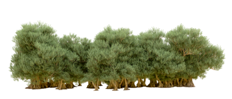 Green forest isolated on background. 3d rendering - illustration png