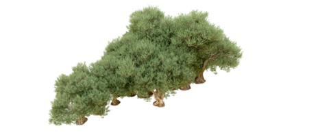 verde foresta isolato su sfondo. 3d interpretazione - illustrazione png