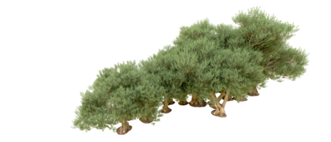 grön skog isolerat på bakgrund. 3d tolkning - illustration png