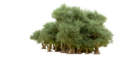 verde floresta isolado em fundo. 3d Renderização - ilustração png