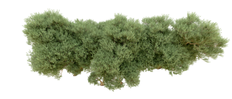 verde foresta isolato su sfondo. 3d interpretazione - illustrazione png