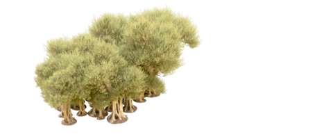 vert forêt isolé sur Contexte. 3d le rendu - illustration png