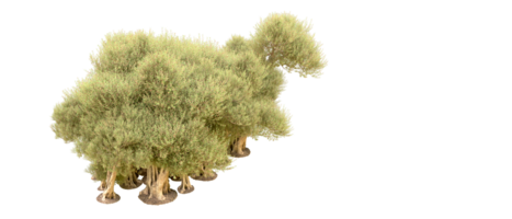 groen Woud geïsoleerd Aan achtergrond. 3d renderen - illustratie png