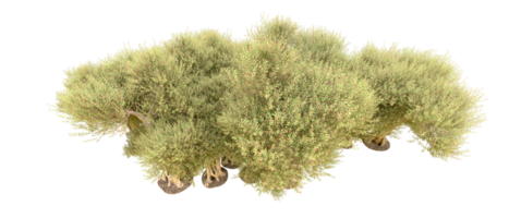 groen Woud geïsoleerd Aan achtergrond. 3d renderen - illustratie png