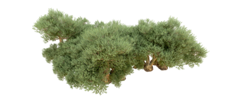 Green forest isolated on background. 3d rendering - illustration png