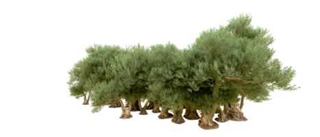 Green forest isolated on background. 3d rendering - illustration png