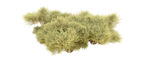 groen Woud geïsoleerd Aan achtergrond. 3d renderen - illustratie png