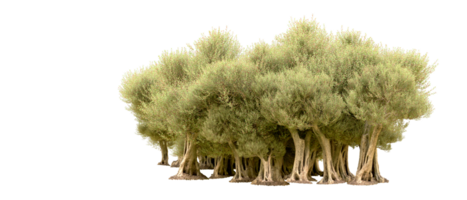 vert forêt isolé sur Contexte. 3d le rendu - illustration png