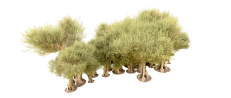 verde foresta isolato su sfondo. 3d interpretazione - illustrazione png