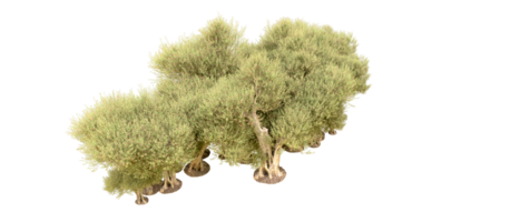 verde foresta isolato su sfondo. 3d interpretazione - illustrazione png