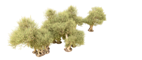 vert forêt isolé sur Contexte. 3d le rendu - illustration png