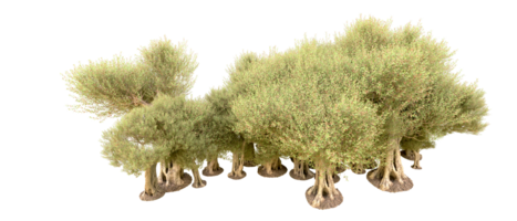 groen Woud geïsoleerd Aan achtergrond. 3d renderen - illustratie png