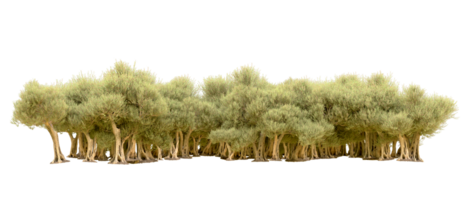 Green forest isolated on background. 3d rendering - illustration png