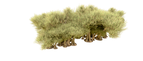 verde foresta isolato su sfondo. 3d interpretazione - illustrazione png