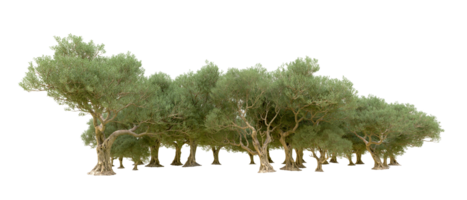 vert forêt isolé sur Contexte. 3d le rendu - illustration png